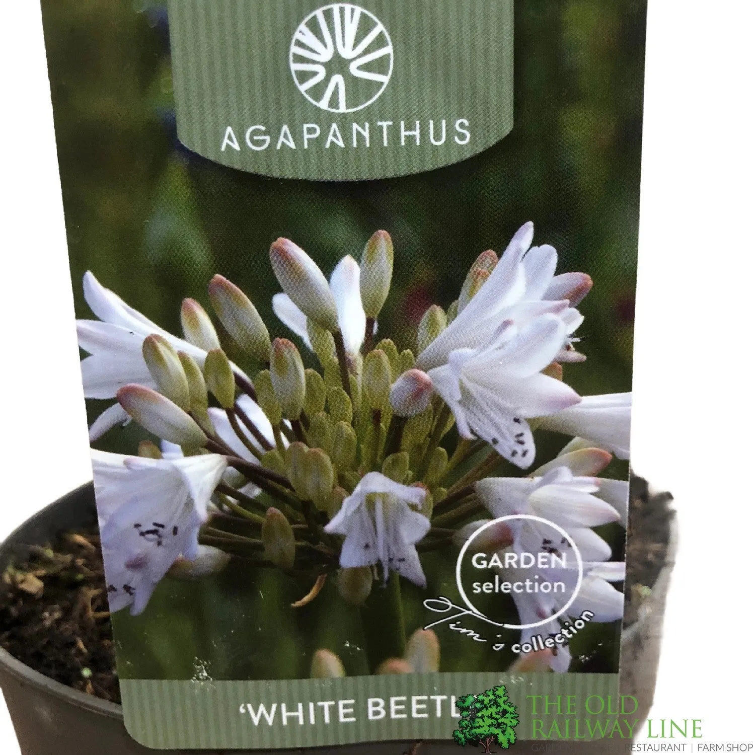 Agapanthus 'White Beetle' 2Ltr Pot