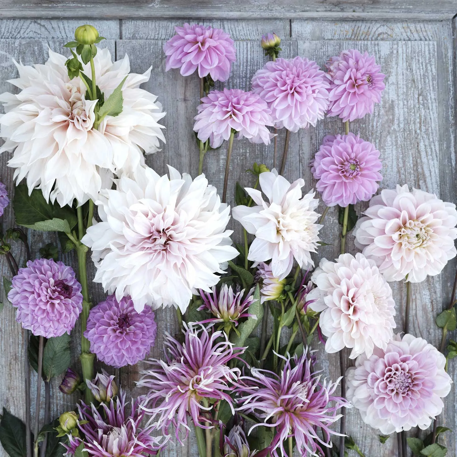 Dahlia Bulbs - Vintage Violet Mix