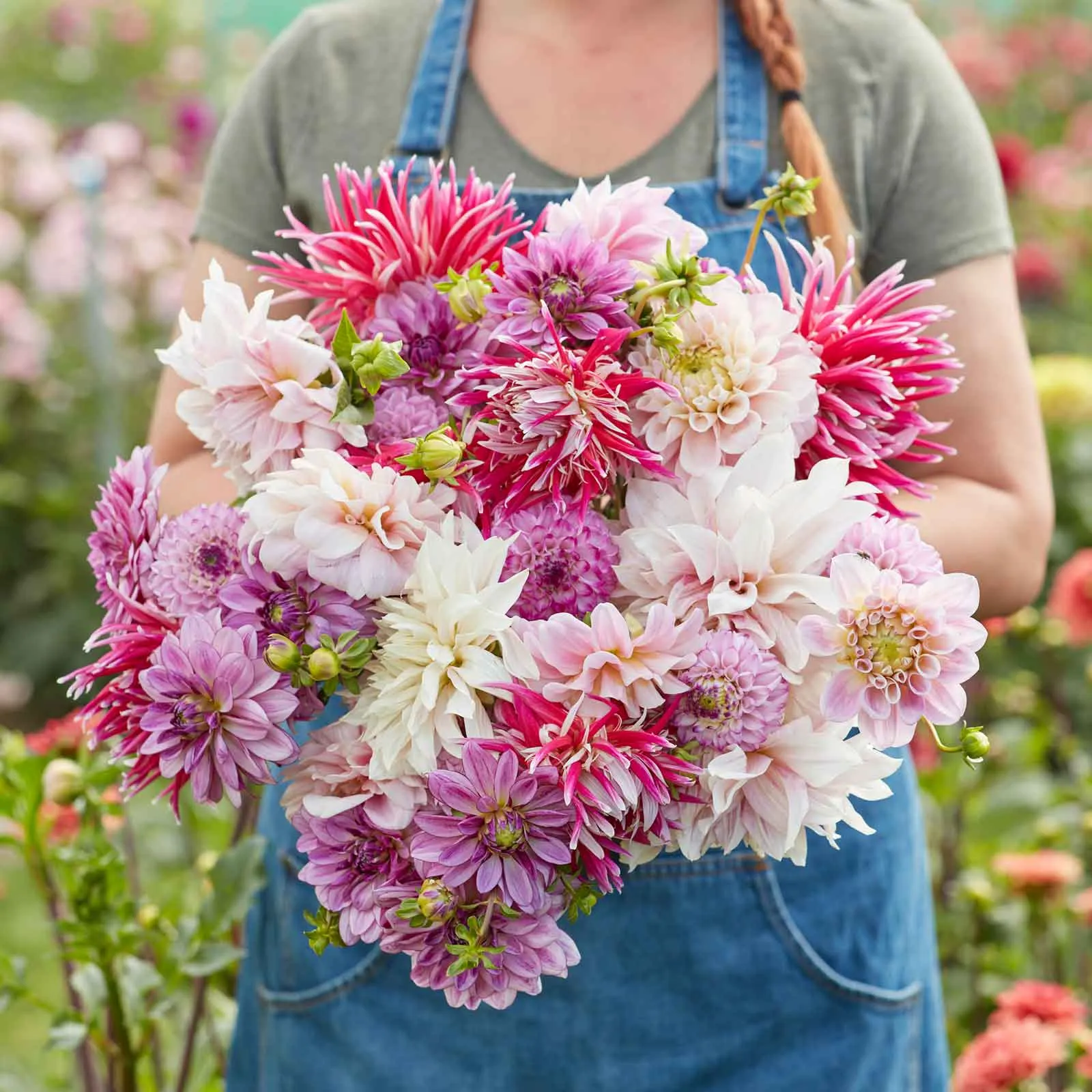 Dahlia Bulbs - Vintage Violet Mix