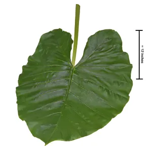 Elephant Ear Tropical Greenery