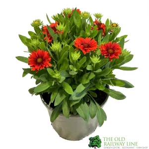 Gaillardia 'Celebrations' 3Ltr Pot