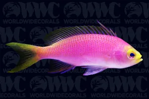 Resplendent Anthias - Female - Maldives