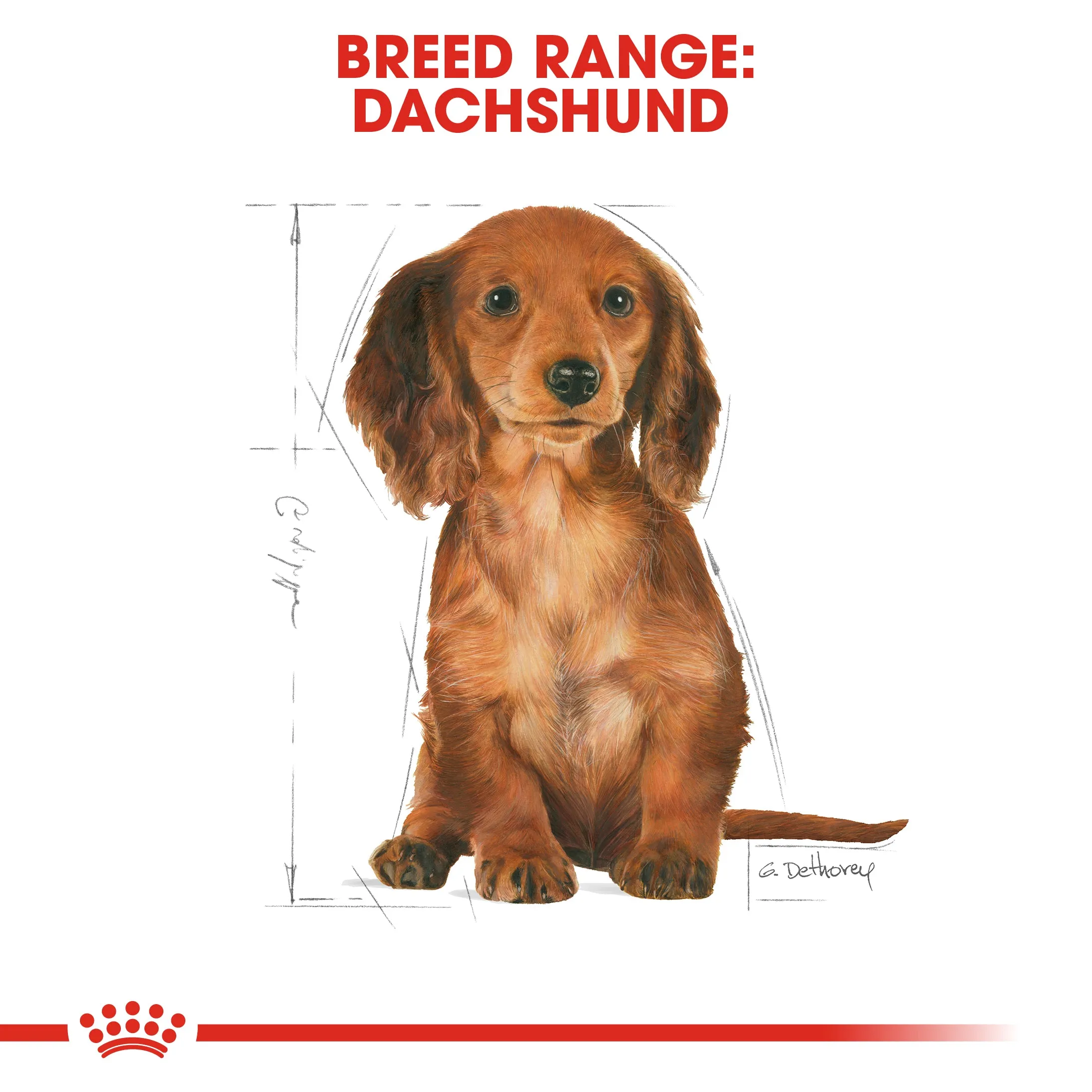 Royal Canin Dachshund Puppy 1.5kg