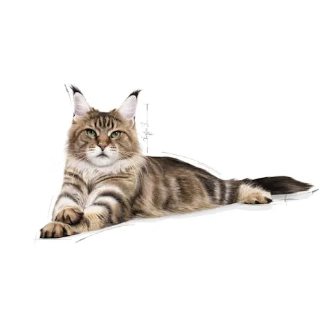 Royal Canin | Dry Cat Food | Maine Coon Adult - 2kg